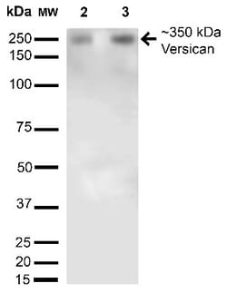 Versican Antibody (S351-23), Novus Biologicals 0.1mg; Unlabeled:Anticorps,